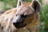 DZL2J051041 gevlekte hyena / Crocuta crocuta