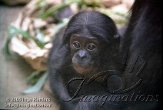 DZL4J051112 bonobo / Pan paniscus