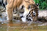DZL4J051120 Siberische tijger / Panthera tigris altaica