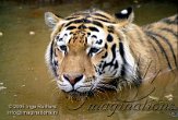 DZL5J051135 Siberische tijger / Panthera tigris altaica