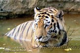 DZL5J051139 Siberische tijger / Panthera tigris altaica