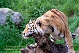 DZL5J051146 Siberische tijger / Panthera tigris altaica