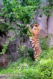 DZL5J051149 Siberische tijger / Panthera tigris altaica