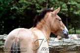 DZL3K060839 przewalskipaard / Equus ferus przewalskii