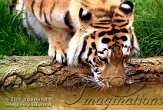 DZL4K060855 Siberische tijger / Panthera tigris altaica