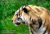 DZL4K060861 Siberische tijger / Panthera tigris altaica