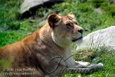 DZL4K060876 Angola leeuw / Panthera leo bleyenberghi