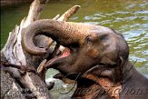 DZL6K060930 Aziatische olifant / Elephas maximus
