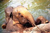DZL6K060941 Aziatische olifant / Elephas maximus