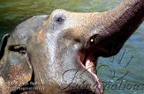 DZL6K060948 Aziatische olifant / Elephas maximus