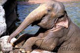 DZL6K060961 Aziatische olifant / Elephas maximus