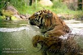 DZL7K060984 Siberische tijger / Panthera tigris altaica