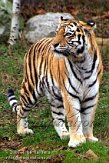 DZL2K070170 Siberische tijger / Panthera tigris altaica