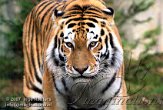 DZL3K070199 Siberische tijger / Panthera tigris altaica