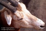 DZL4K070219 algazel / Oryx dammah