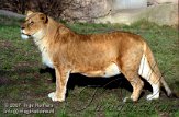 DZL4K070239 Angola leeuw / Panthera leo bleyenberghi