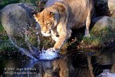 DZL4K070250 Angola leeuw / Panthera leo bleyenberghi