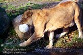 DZL4K070252 Angola leeuw / Panthera leo bleyenberghi