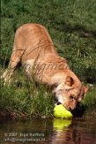 DZL6K071206 Angola leeuw / Panthera leo bleyenberghi