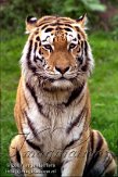 DZL8K071263 Siberische tijger / Panthera tigris altaica