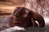 DZL8K071270 Aziatische olifant / Elephas maximus