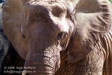 DZM4D063448 Zuid-Afrikaanse olifant / Loxodonta africana africana