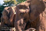 DZM4D063450 Zuid-Afrikaanse olifant / Loxodonta africana africana Aziatische olifant / Elephas maximus