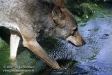 DAM2C073584 Iberische wolf / Canis lupus signatus