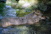DAM2C073587 Iberische wolf / Canis lupus signatus