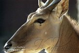 DZN1D074231 elandantilope / Taurotragus oryx