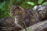 DOZ2D074283 Europese wilde kat / Felis silvestris silvestris