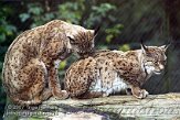 DOZ3K074287 Euraziatische lynx / Lynx lynx