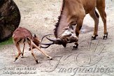 DZO1D063179 elandantilope / Taurotragus oryx impala / Aepyceros melampus