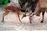 DZO1D063183 elandantilope / Taurotragus oryx impala / Aepyceros melampus