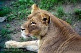 DZO3D063233 Afrikaanse leeuw / Panthera leo
