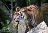 DNR1J040670 Sumatraanse tijger / Panthera tigris sumatrae