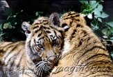DNR2W040732 Sumatraanse tijger / Panthera tigris sumatrae