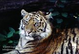 DNR3W040744 Sumatraanse tijger / Panthera tigris sumatrae