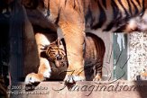DZW2J051473 Sumatraanse tijger / Panthera tigris sumatrae