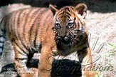 DZW2J051476 Sumatraanse tijger / Panthera tigris sumatrae