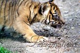 DZW3J051485 Sumatraanse tijger / Panthera tigris sumatrae