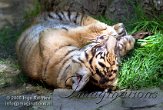 DZW3J051500 Sumatraanse tijger / Panthera tigris sumatrae