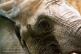 DZW5C051859 Zuid-Afrikaanse olifant / Loxodonta africana africana