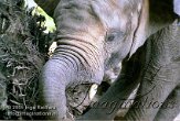 DZW5C051867 Zuid-Afrikaanse olifant / Loxodonta africana africana