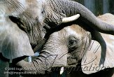 DZW5C051869 Zuid-Afrikaanse olifant / Loxodonta africana africana