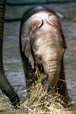 DZW5C051884 Zuid-Afrikaanse olifant / Loxodonta africana africana