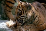DZW8C051961 Sumatraanse tijger / Panthera tigris sumatrae