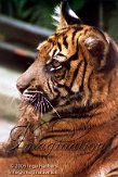 DZW8C051971 Sumatraanse tijger / Panthera tigris sumatrae