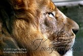 DZW8C051975 Afrikaanse leeuw / Panthera leo