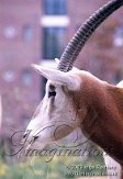 AA01E030776 algazel / Oryx dammah